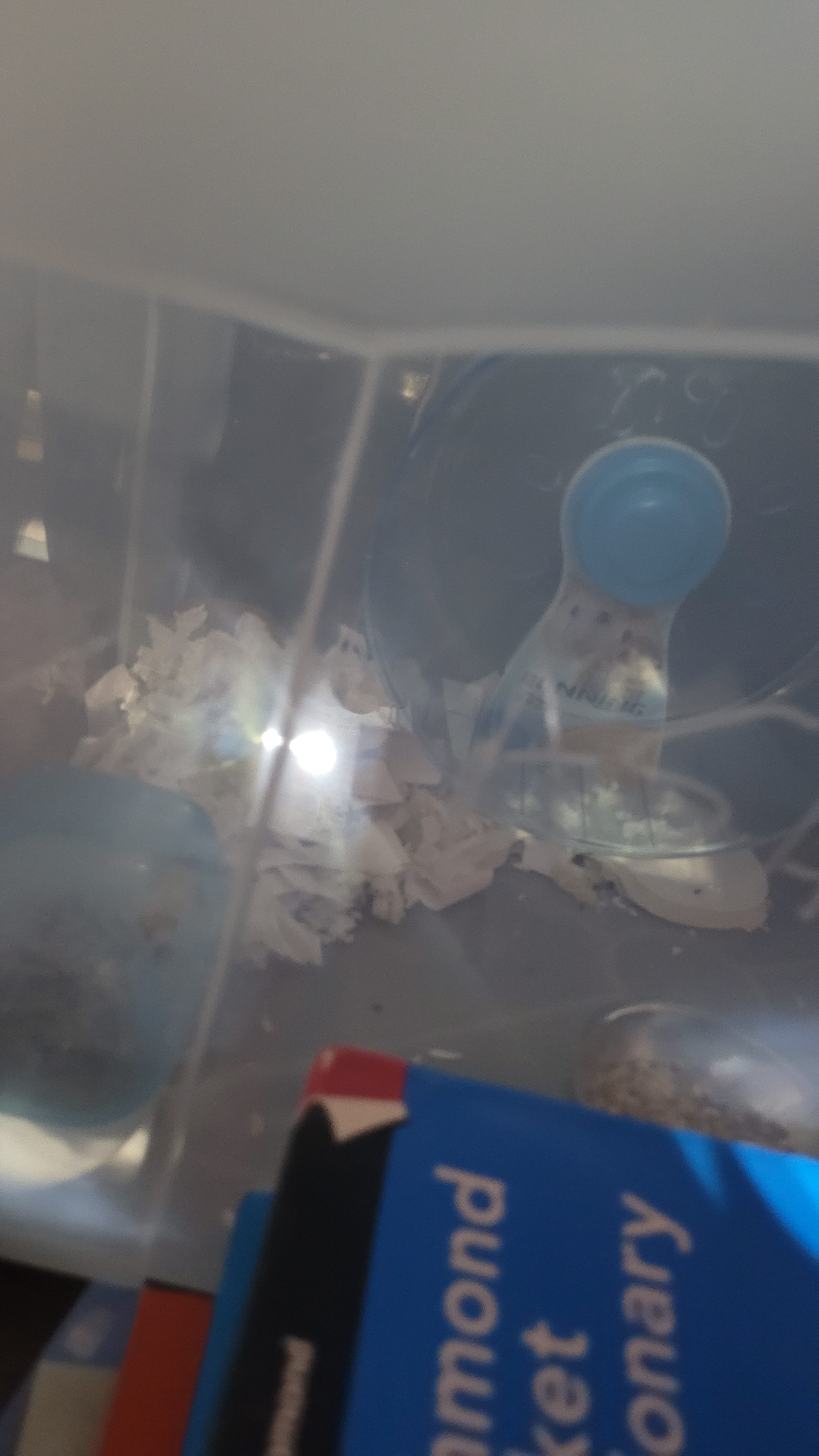 Asany el hámster travieso